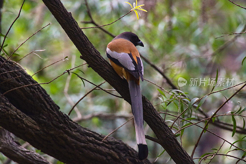 红红色的树蜂(Dendrocitta vagelota)栖息在树上的树枝上，野生鸟类在栖息地，聚焦在前景